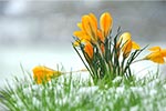 Frühlingsblume