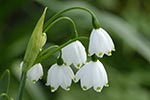 Blume