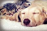 Katzen mit Hund