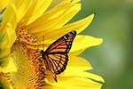 Schmetterling auf Blume