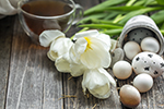 Frühlingsblume